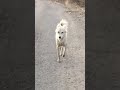 Doges Bro Jemu Shotsviral Dog Dogi Videoviral 