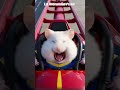 Hamster en montaña rusa a velocidad supersonica #hamsters #mexico #comedia #humor #pets #crazy