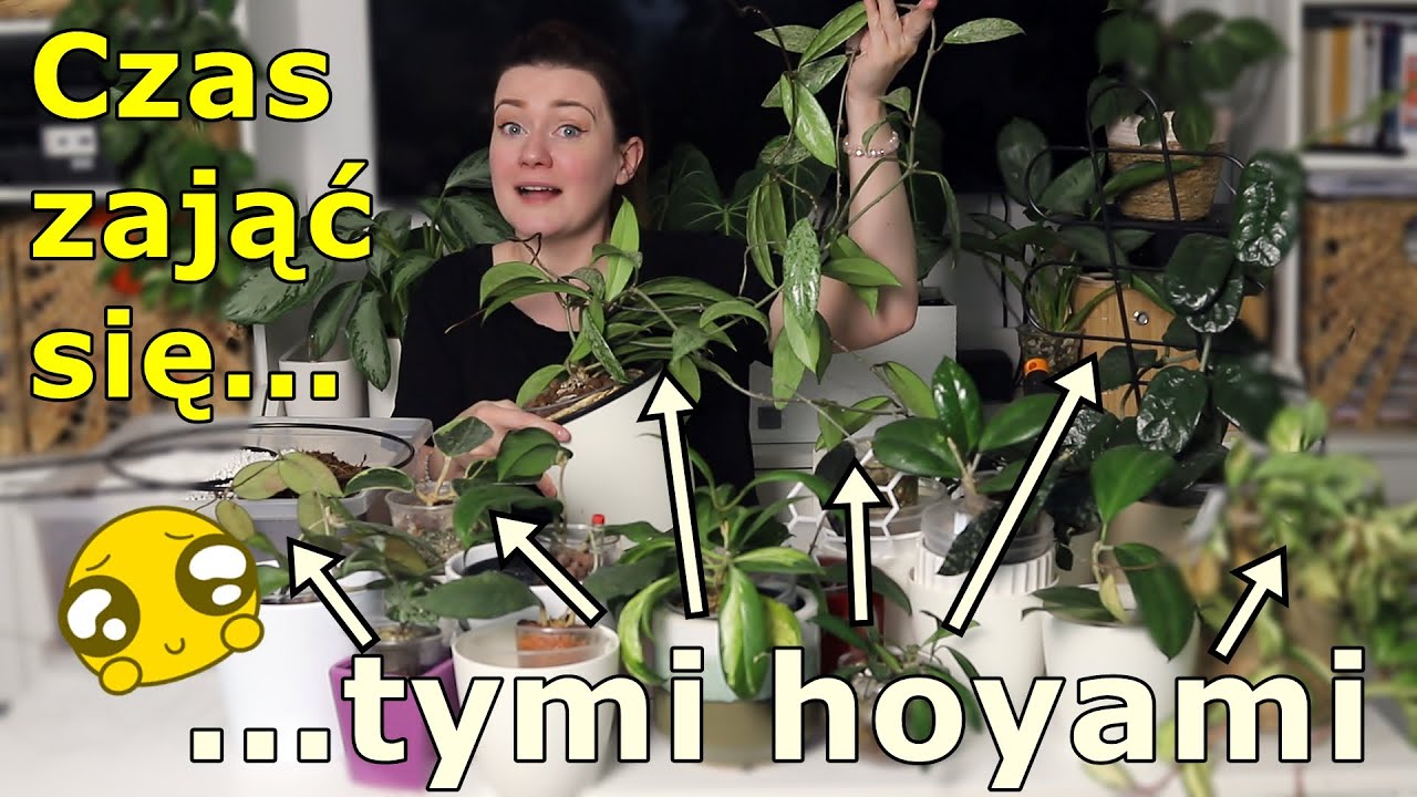 😲😍20 hoyi na stole 💚 czym podlewam hoye? 💚 wełnowce korzeniowe 😐 hoya kołkuje 😐 jaki gruz dla hoyi?
