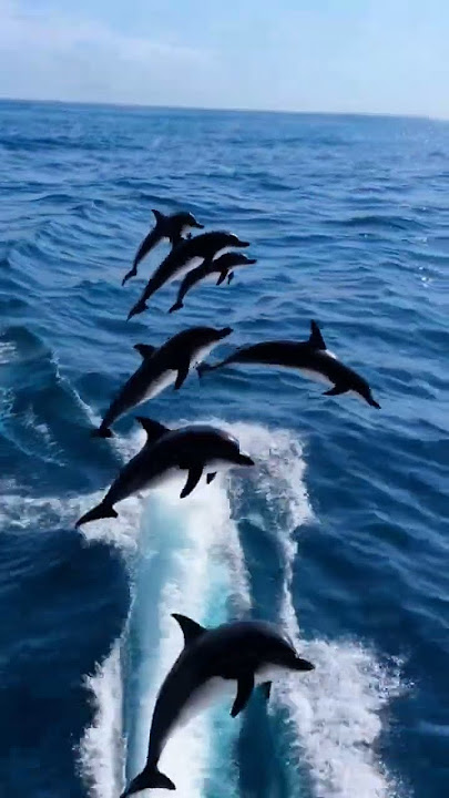 The Dolphin Race: Who Can Jump the Highest?'