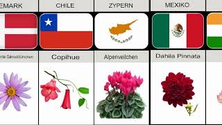 Blumen Aus Verschiedenen Ländern 1 L Top-Datenstudio
