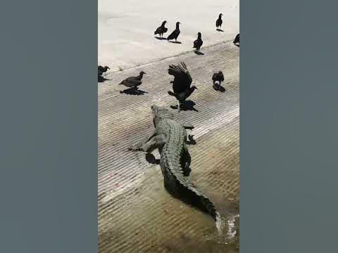 Everglades Crocodile Attack 🐊 - YouTube