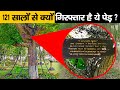 120 सालों से जंजीरों में क्यों जकड़ा हुआ है यह पेड़? | Factified Ep #39