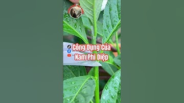 Bạn đã biết công dụng của Nam Phi Diệp chưa?