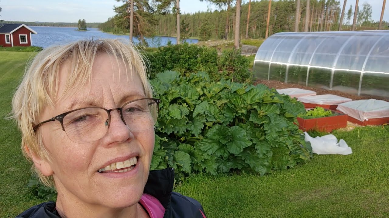 Rabarber och pallkragar 17 juni