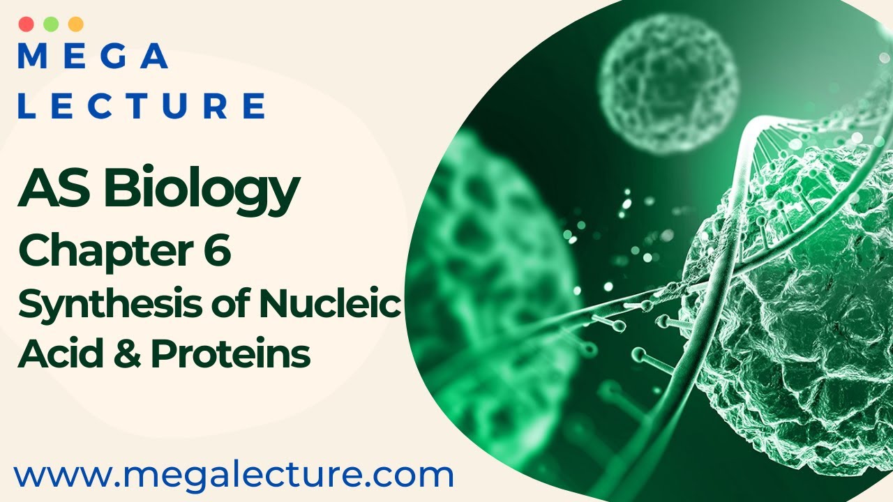 AS Biology Chapter 6 Nucleic Acid and Protein Synthesis Synthesis
