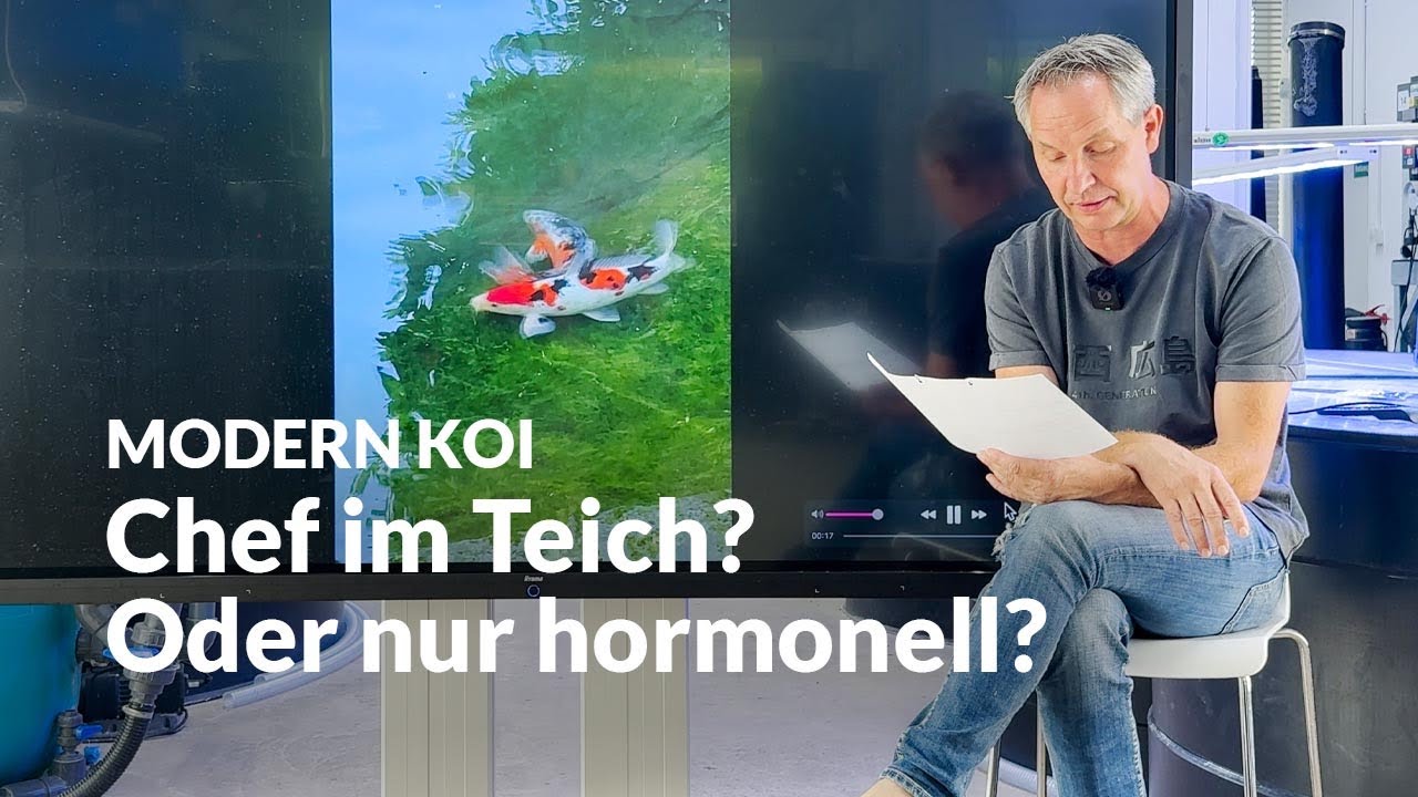 Dominanter Sanke zeigt auffälliges Verhalten | Modern Koi Blog #7530
