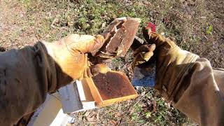 How to boost small hives with bees from another hive. Why you want more than one hive.