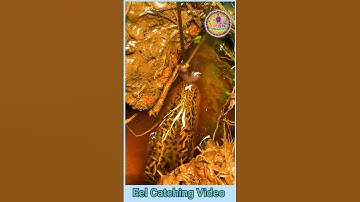 Eel Catching Video 🎣🪝🎏 #eel #eelfishing #fishing #shorts #viralshorts