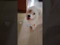 Tyson❤️ #shorts #dog #doglife #pets #petlover #dayinmylife  #youtubeshorts #cute  #viral #trending #