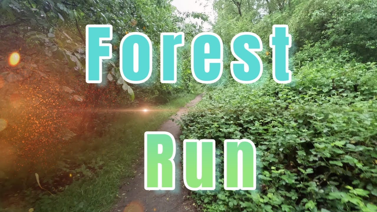 Running Through the Forests of Ermelo | Peaceful Trail Run in Nature 🌳🏃‍♂️