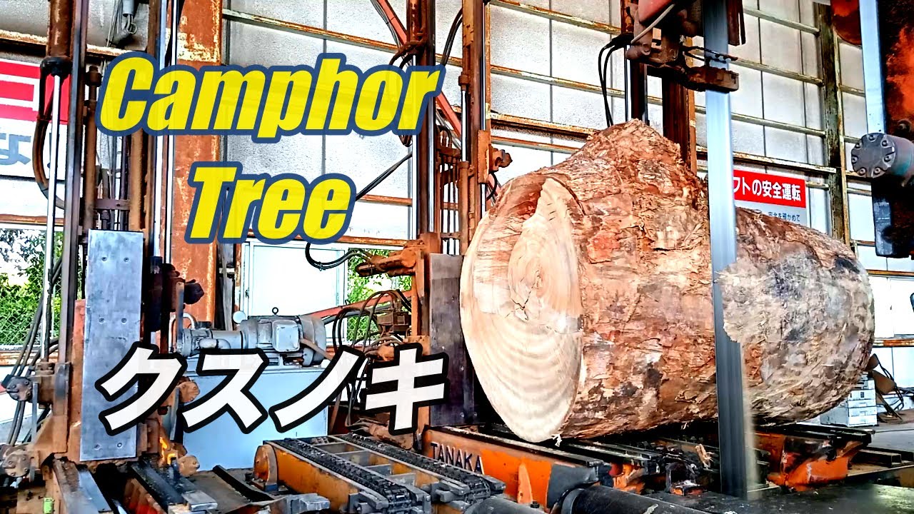 Camphor Treeクスノキの製材です。 - YouTube