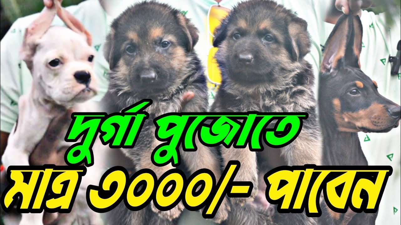 BIG OFFER START NOW💥😳BEST DOG KENNEL IN KOLKATADUTTA PET'S & KENNEL