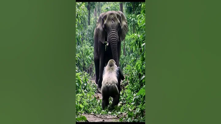Gorillas Confront an Elephant in the Jungle 🦍🐘 | Wild Showdown Caught on Camera #Shorts