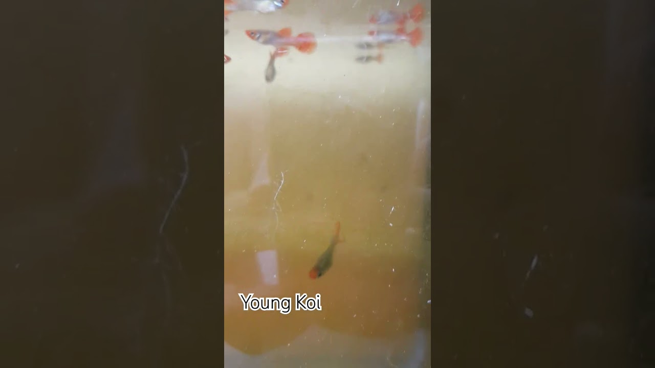 Young Koi male & Female 