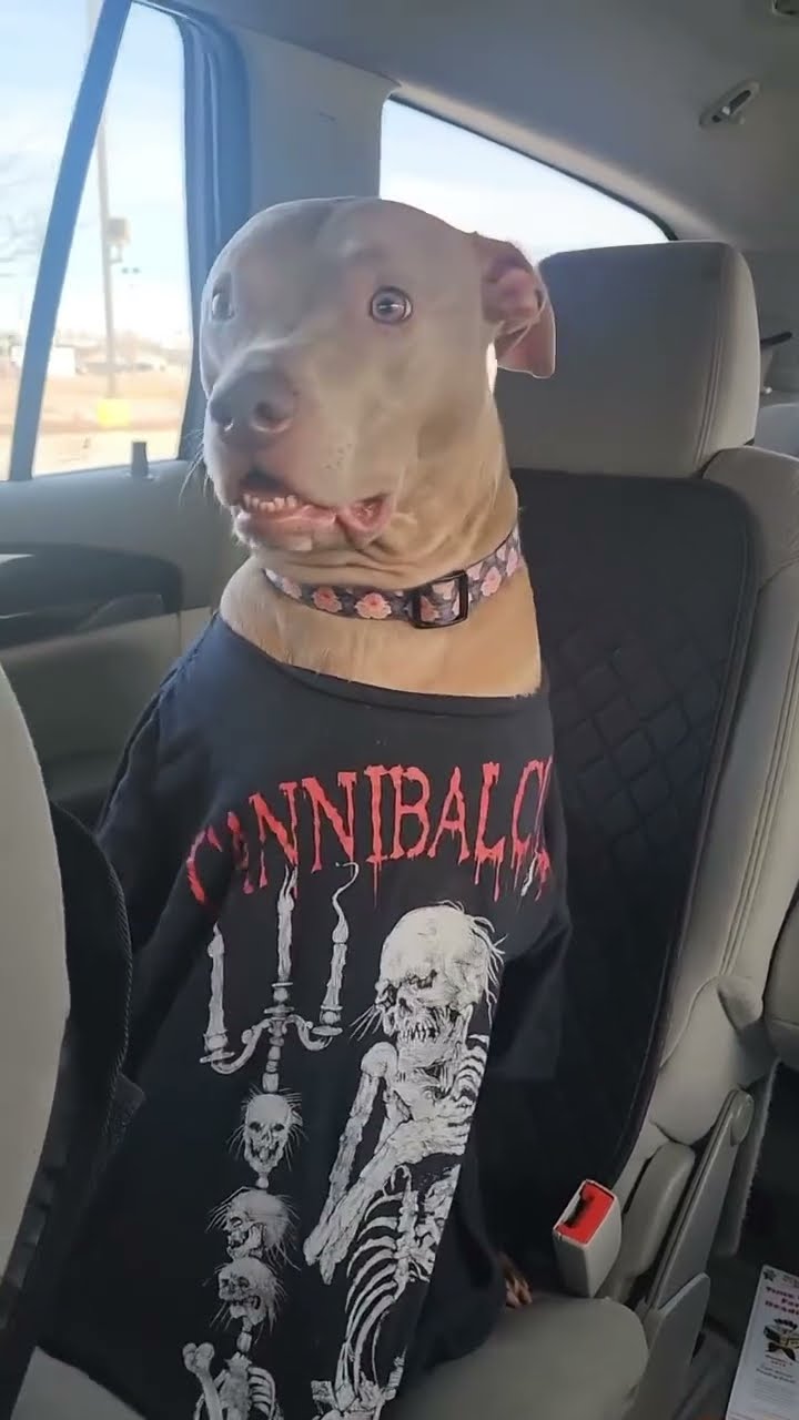 Doggyo just came back looking like prvnci after a concert