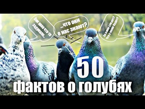 50 ФАКТОВ О ГОЛУБЯХ