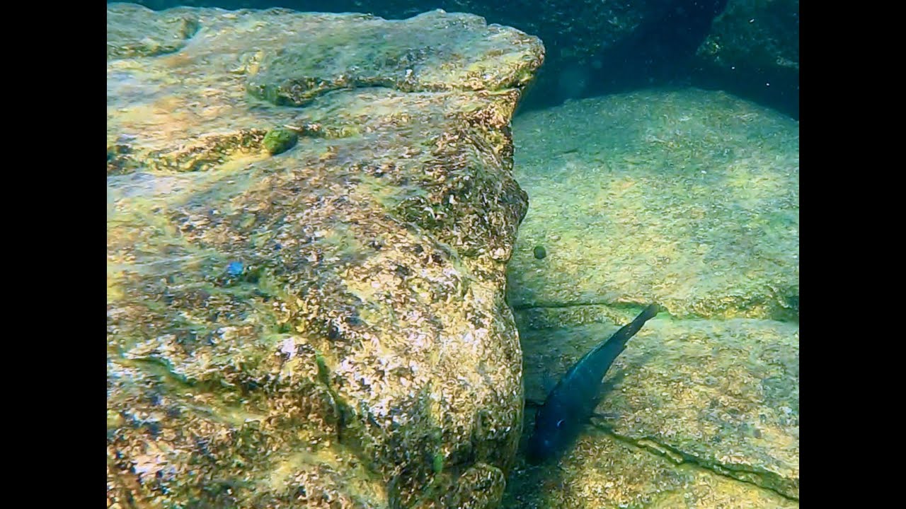 Swimming With Cichlids - Petrochromis polyodon - Izinga Island