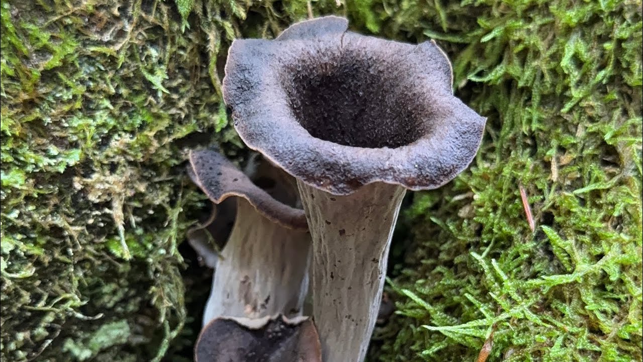 Ep. 48 เข้าป่าเก็บเห็ดเเตรดำหรือ เห็ดทรัมเป็ต 1.11.2025 เยอะมากจ้า 