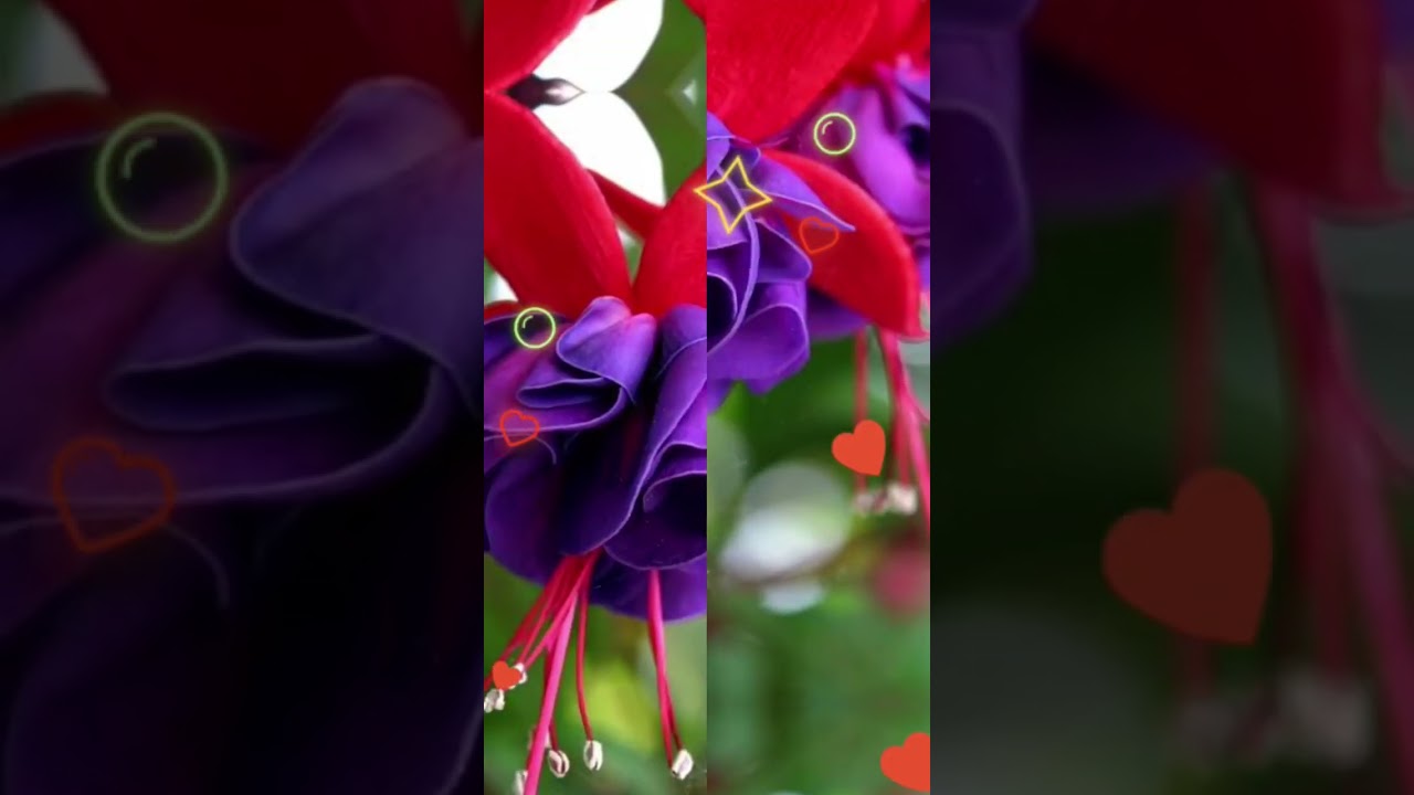 Beautiful Flowers Status video 