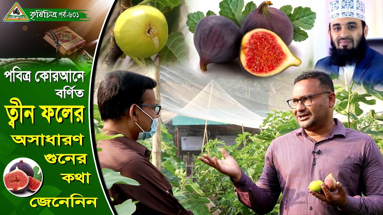 601-পবিত্র কোরআনে বর্ণিত ত্বীন ফলের অসাধারণ গুনের কথা জেনেনিন। মডার্ন এগ্রো গাজীপুর । Chitrapuri