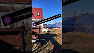 Tropen-Feeling Im Garten Fast Wie In Rio ?