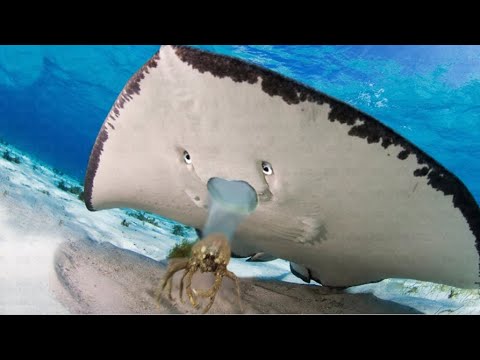 هكذا تلد أنثى سمكة الراى سبحان الله شاهد اغرب الاسماك أثناء عملية الولادة