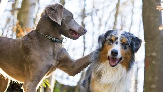 Unlocking the Symphony Understanding the Vocal Expressions of Australian Shepherds