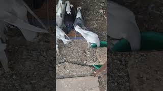 fancy pigeon #shortsfeed #pigeon #viral #pigeonhouse #trending#trend#trendingshorts#zayanfancypigeon