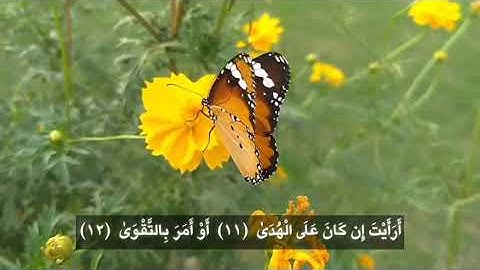 الشيخ نورين محمد صديق سورة العلق Sheikh | Nourin Mohamed Siddig |Surah Al-Alaq 96