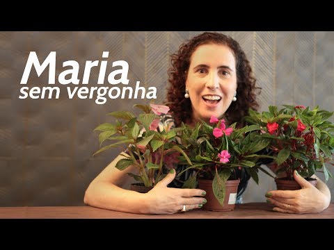 MARIA SEM VERGONHA 😅 | Nô Figueiredo