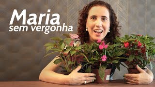 Maria-Sem-Vergonha - Aprenda A Plantar E Cuidar Do Jeito Certo - Minhas  Plantas