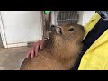 甘えん坊のカピバラが可愛いすぎる💕