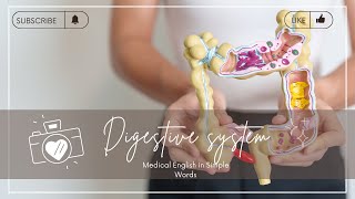 Digestive system (Medical English in Simple Words level A2/B1)