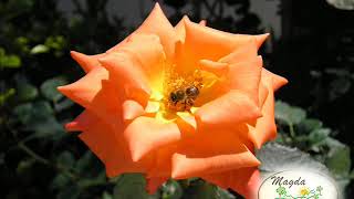 Magda Studios, Guesthouse In Zagora Peion