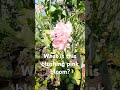 Blooms at The Petal Place Property | Zone 4a #shortvideo #shorts #short #gardening ga