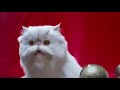 Cats and Dogs Stopping the Plan Sound Effects Version 25th Anniversary Special