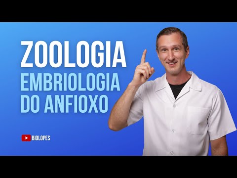 Vídeo: O anfioxo é um vertebrado?