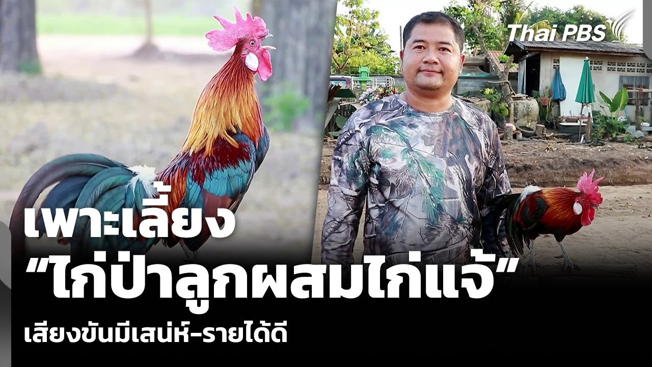 เพาะเลี้ยง “ไก่ป่าลูกผสมไก่แจ้” เสียงขันมีเสน่ห์-รายได้ดี | วันใหม่ ไทยพีบีเอส | 6 ม.ค. 69