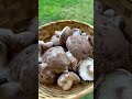 Harvesting Shiitake Mushrooms from Logs! #shorts