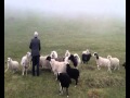 The good shepherd  his sheep