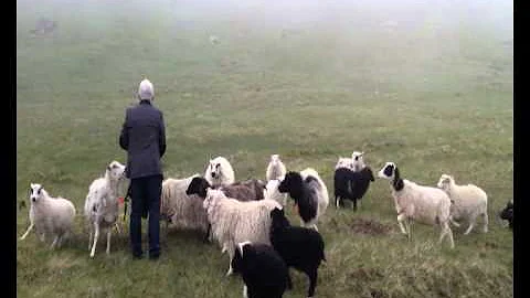 The Good Shepherd & His Sheep