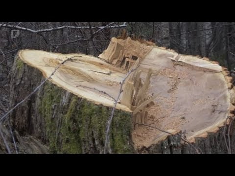 Video: Šuma Kao Prirodno Područje