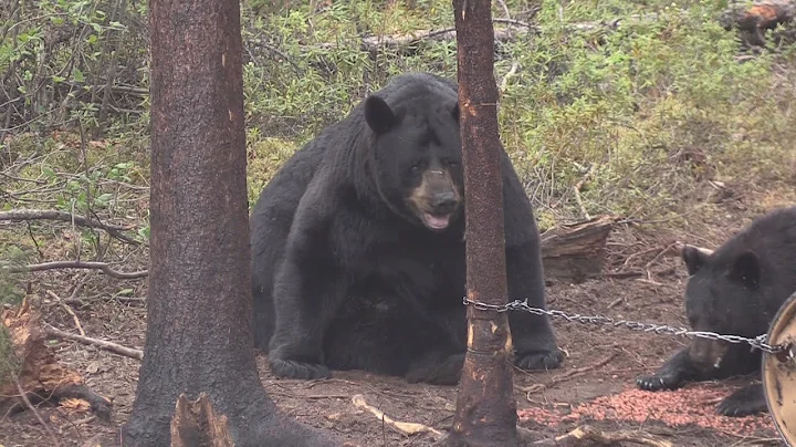 AS BIG AS THEY GET! SASKATCHEWAN BLACK BEAR HUNT O...