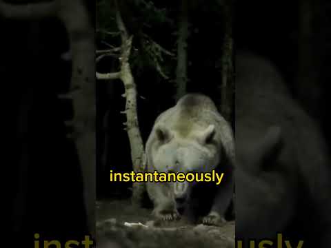 The Reality of facing a Grizzly Bear | Joe Rogan #jre #grizzlybear #animals #shorts