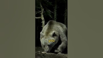 The Reality of facing a Grizzly Bear | Joe Rogan #jre #grizzlybear #animals #shorts