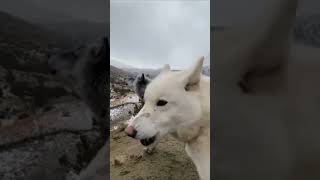Wolf (Wolves) Howling who like this sound #wolf #wolves #howling #wolfdog #petandanimal