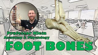 Foot Bones