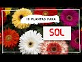 Plantas de SOL ☀️ 🌸