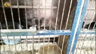 SURVEY HARGA BRANJANGAN LOKAL BORNEO